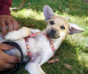 KHTS Adopt a Pet - Brie