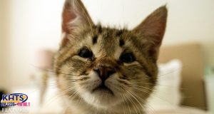 KHTS Adopt A Pet - GoFundMe Page Launched For Featured Kitten In Need Of Surgery