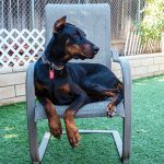 KHTS Adopt a Pet - Berlin