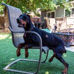 KHTS Adopt a Pet - Berlin