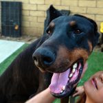 KHTS Adopt a Pet - Berlin