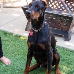KHTS Adopt a Pet - Berlin