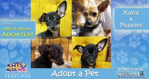 HTS-Adopt-a-Pet-Kayla-and-Puppies Adopted