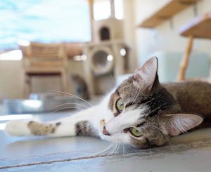KHTS Adopt a Pet - Otis