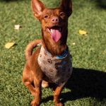 KHTS Adopt a Pet - Benji
