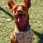 KHTS Adopt a Pet - Benji