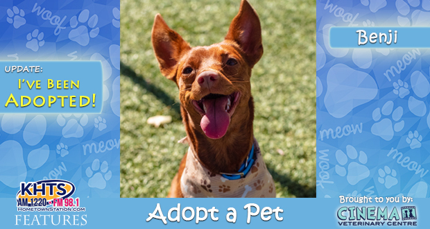 KHTS-Adopt-a-Pet-Benji-3 Adopted