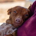 KHTS Adopt a Pet - Benji