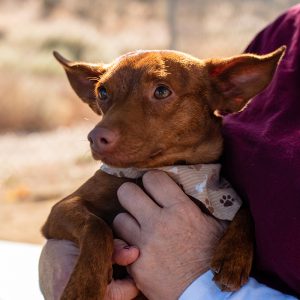 KHTS Adopt a Pet - Benji