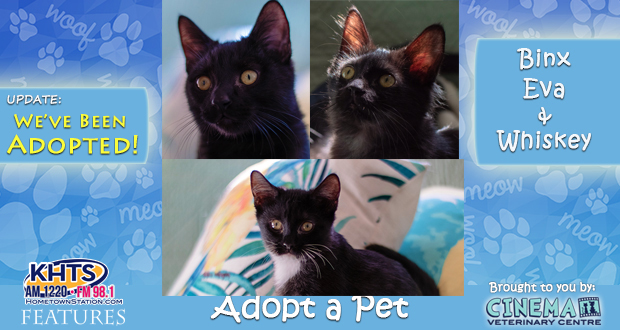 KHTS-Adopt-a-Pet-Binx-Eva-Whiskey ADOPTED