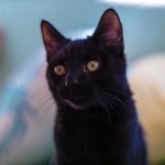 KHTS Adopt a Pet - Binx, Eva, Whiskey
