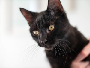 KHTS Adopt a Pet - Binx, Eva, Whiskey