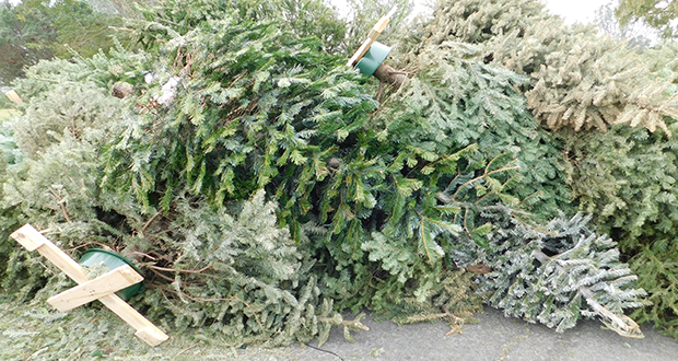 Christmas Tree Santa Clarita
