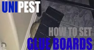 Santa Clarita Pest Control Company: How To Set Glue Boards Properly For Rat Control (VIDEO)