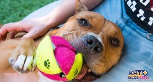 ‘KHTS Adopt A Pet’ Dog Featured On National Platform After Waiting Three Years For Home (VIDEO)