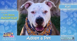 Adopted - KHTS-Adopt-a-Pet-Kali-Featured-Image