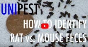 Santa Clarita Pest Control Company Unipest