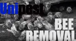 Santa Clarita Pest Control Company Unipest Bee Removal