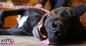 KHTS Adopt a Pet Dog - Sirius