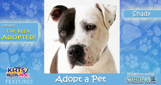 Khts Adopt A Pet Urgent Shady Castaic Animal Shelter Video