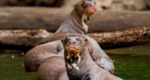 Endangered Animals - Otters
