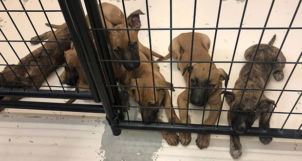 LA County Animal Control Announces Adoption Of 'Socially Conscious' Animal Sheltering Strategy — Hometown Station | KHTS FM & AM 1220 — Santa Clarita Radio - Santa Clarita News LA County Animal Control Announces Adoption Of 'Socially Conscious' Animal Sheltering Strategy — Hometown Station | KHTS FM & AM 1220 — Santa Clarita Radio - Santa Clarita News