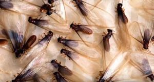 Unipest - Termites