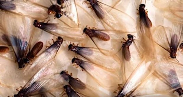 Unipest - Termites