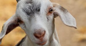 Gilchrist Farm Holding ‘Goat Yoga’ Fundraiser For 14-Year-Old Girl Fighting Stage 4 Cancer