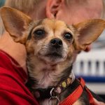 KHTS Adopt a Pet - Ella
