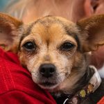 KHTS Adopt a Pet - Ella