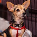 KHTS Adopt a Pet - Ella