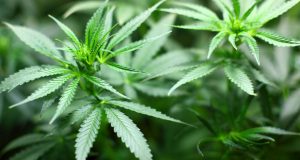 Marijuana