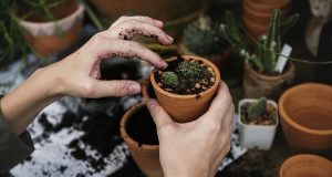 Gardening