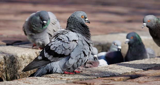 Pigeons