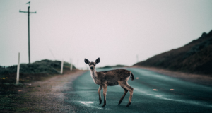 Roadkill Bill California