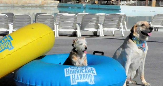 Six Flags Hurricane Harbor Goes To The Dogs With First Paw Pool-ooza Pet Event