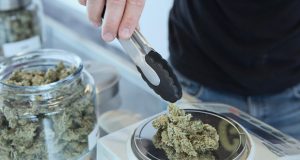 Image of Cannabis
