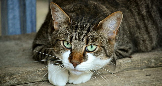 Picture of a cat