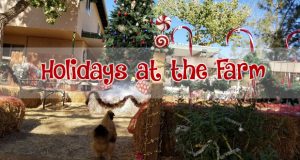 “Holidays at the Farm” at Gilchrist Farm- Top Things to do in Santa Clarita