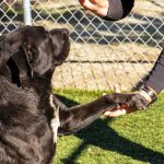 KHTS Adopt a Pet - Harley
