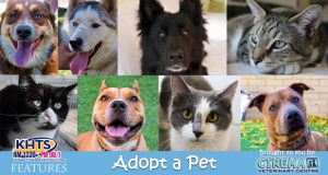 KHTS Adopt A Pet - 8 Featured Pets In Need Of Homes For The Holidays