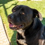 KHTS Adopt a Pet - Harley