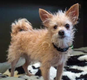 KHTS Adopt a Pet - Rufus