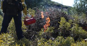 Firefighter feeding controlled burn