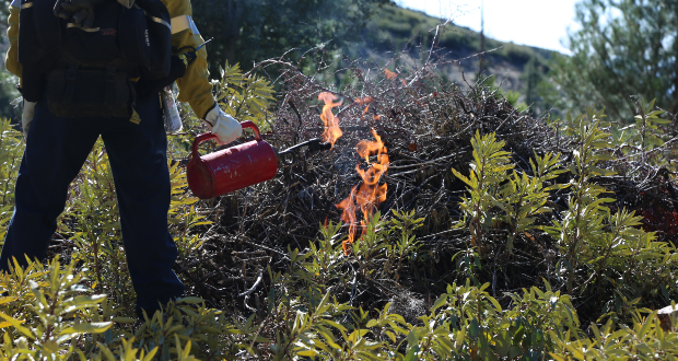 Firefighter feeding controlled burn