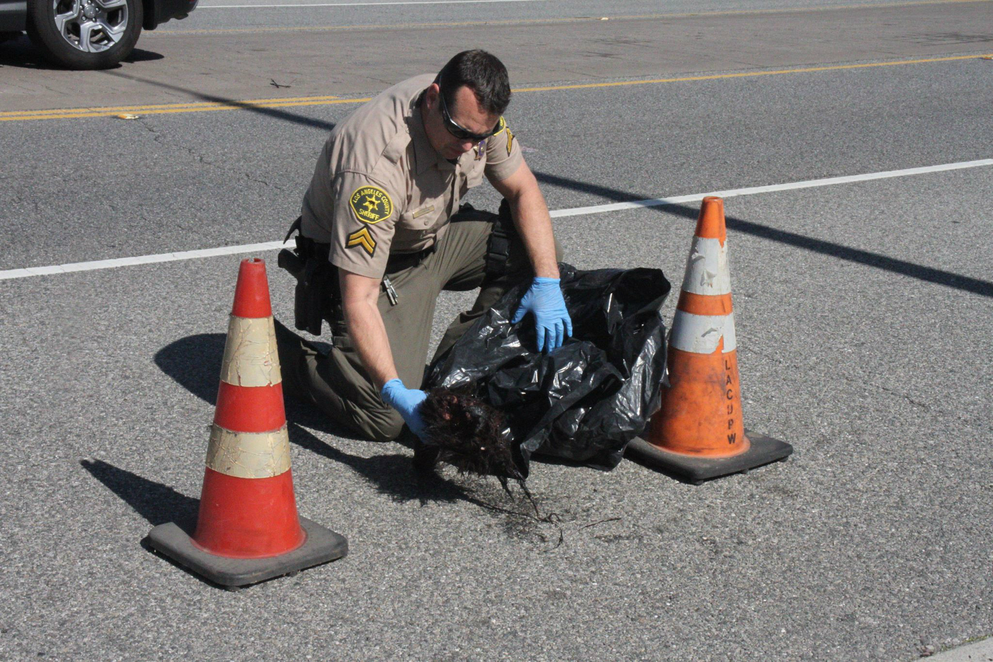 Bear Arm Found On Side Of Road In Valencia Auto Center