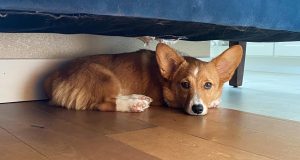 mini corgi luevano