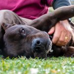 KHTS Adopt a Pet - Barnaby