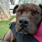 KHTS Adopt a Pet - Barnaby